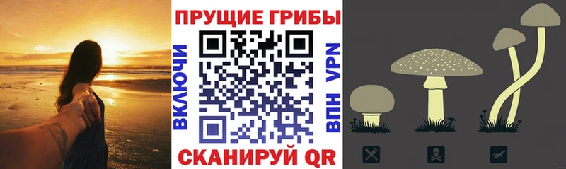 Галлюциногенные грибы Cubensis  как найти закладки  Георгиевск 